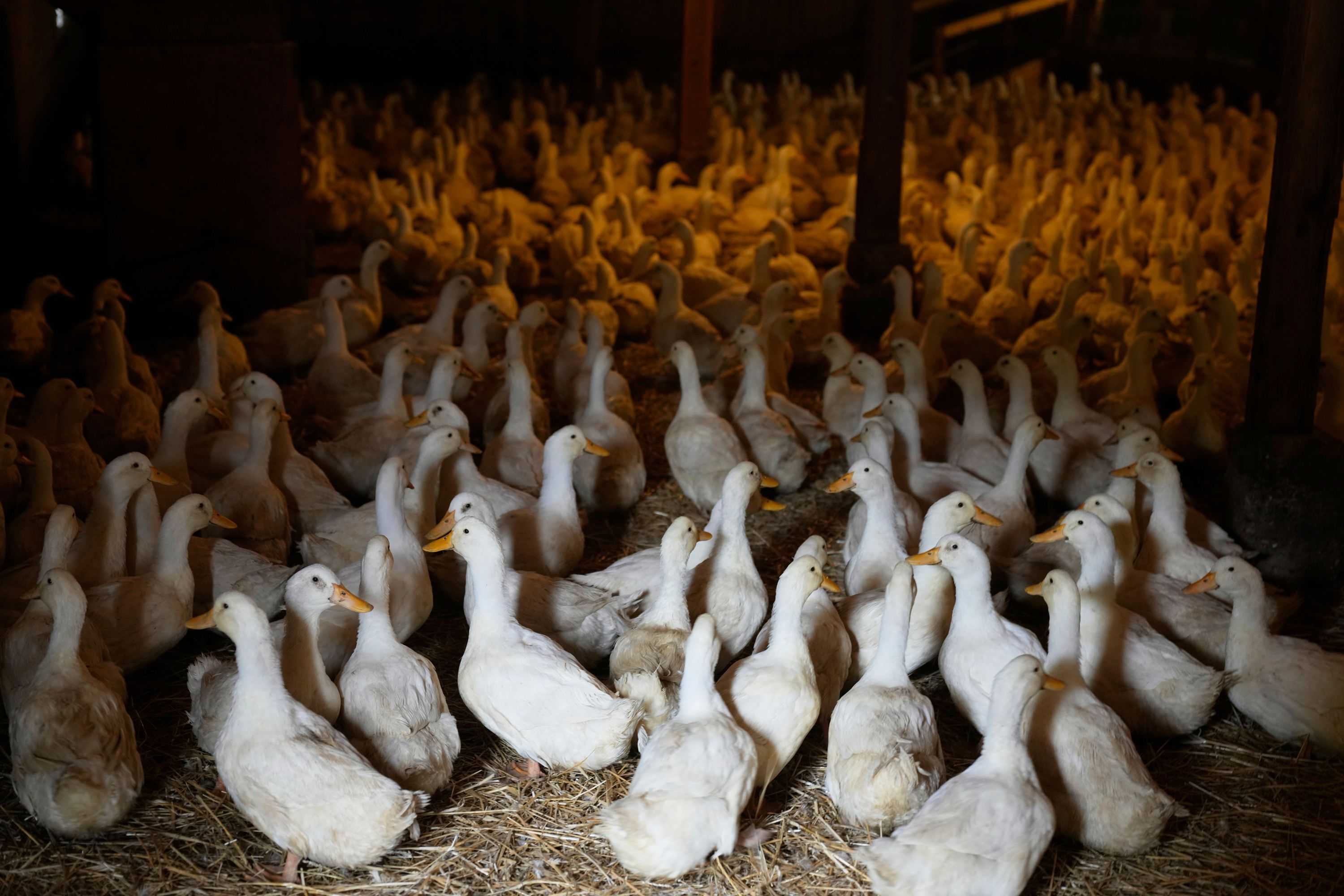 CDC ends emergency response to H5N1 bird flu