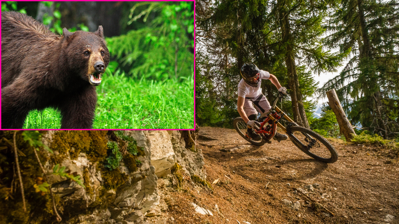 Whistler Mountain Biker Comes Face To Face With A Bear On The Trail, Then He Got Called Out By Thousands For Making A Huge Mistake