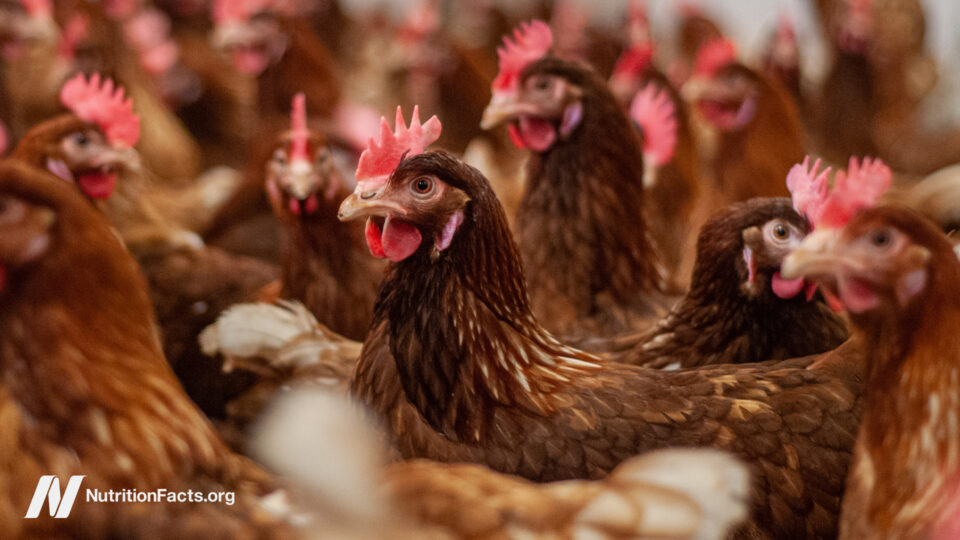 Bird Flu: Emergence, Dangers, and Preventive Measures